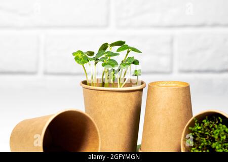 Eco-Becher Aus Papier Mit Microgreen. Junge grüne Sprossen wachsen. Gesunde Ernährung Konzept. Heller Backstein-Hintergrund. Copyspace, Umweltfreundliches Thema Stockfoto