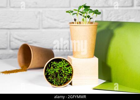 Microgreen Pflanzen in Papier Öko-Cup in Holz Podium. Modernes, trendiges Konzept der Groowing-Küche. Junge grüne Sprossen. Gesunde Ernährung Konzept. Heller Ziegel Stockfoto