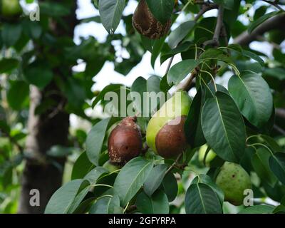 Verfaulte Birnen auf einem Birnenbaum. Nahaufnahme. Stockfoto