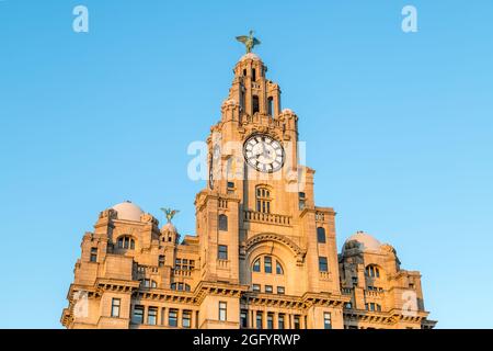 Die großen Lebervögel stehen stolz an beiden Enden des Royal Liver Building an der Küste von Liverpool, das im August 2021 gefangen genommen wurde. Stockfoto