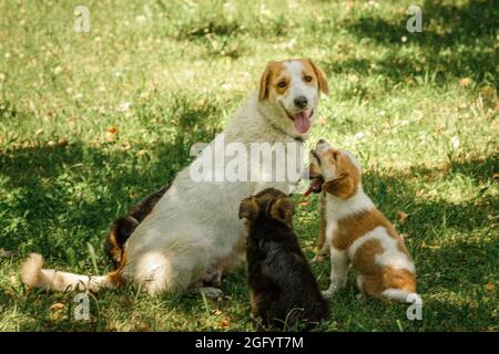 Mutter Hund kümmern Welpen mit Liebe Stockfoto