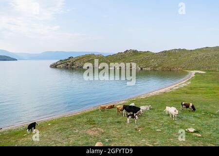 Gut gefütterte weiße Kuh mit Hörnern posiert im Gras vor einem blauen Himmel Stockfoto