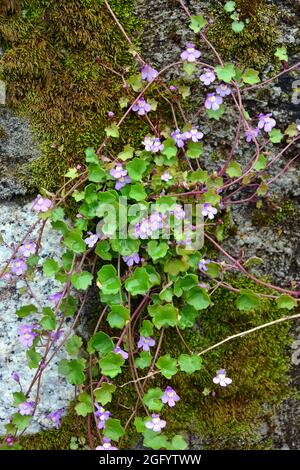 ivy-leaved toadflax, Kenilworth Efeu, coliseum Efeu, pennywort, Zimbelkraut, Cymbalaria muralis, kőfali pintyő, Ungarn, Magyarország, Europa Stockfoto