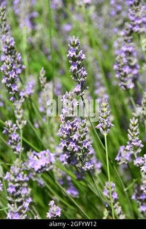 Lavendel, echter Lavendel oder englischer Lavendel, echter Lavendel, Lavandula angustifolia, levendula, Ungarn, Magyarország, Europa Stockfoto