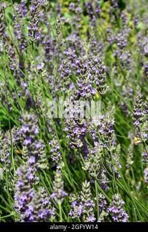 Lavendel, echter Lavendel oder englischer Lavendel, echter Lavendel, Lavandula angustifolia, levendula, Ungarn, Magyarország, Europa Stockfoto