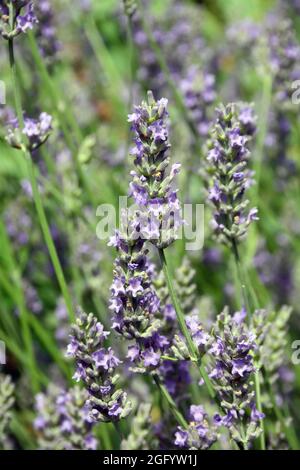 Lavendel, echter Lavendel oder englischer Lavendel, echter Lavendel, Lavandula angustifolia, levendula, Ungarn, Magyarország, Europa Stockfoto