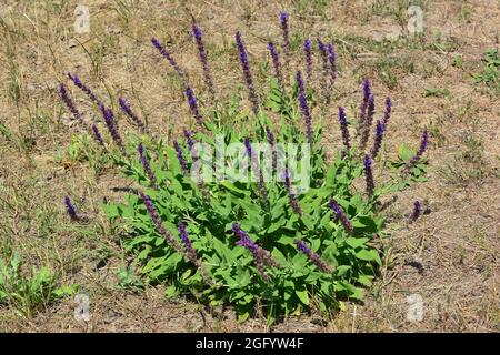 Waldsalbei, Balkanklary, blauer Salbei oder Wildsalbei, Hain-Salbei, Steppen-Salbei, Salvia nemorosa, ligeti zsálya, Ungarn, Magyarország, Europa Stockfoto