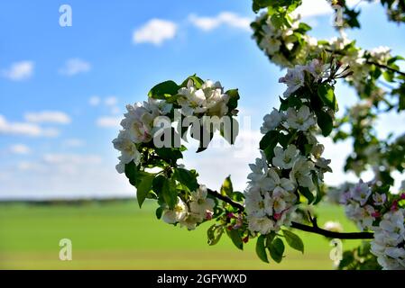 Wunderschöne Blüten von blühenden Apfelbäumen im Frühling. Weiße und rosafarbene Farben der Blumen des Apfelbaums im Frühlingspark. Stockfoto