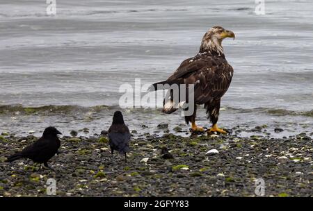 American bald Eagle wird am Strand von zwei Krähen belästigt, Port Hardy, Vancouver Island, BC, Kanada Stockfoto