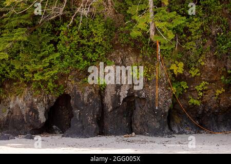 Blick auf das Bärenseil in der San Josef Bay, Cape Scott Provincial Park, Vancouver Island, BC, Kanada Stockfoto