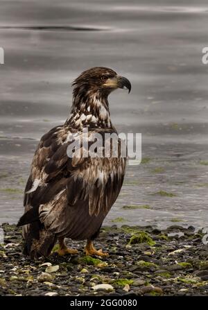 Juvenile American bald Eagle am Strand, Port Hardy, Vancouver Island, BC, Kanada Stockfoto