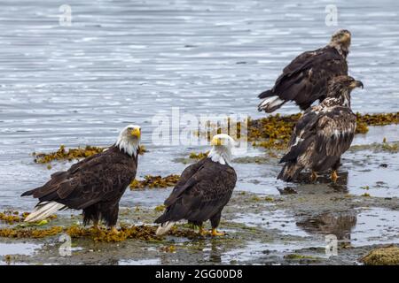 Arie amerikanischer Weißkopfadler am Strand bei Ebbe, Port Hardy, Vancouver Island, BC, Kanada Stockfoto