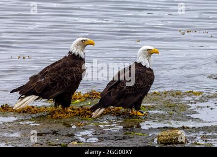 Zwei reife amerikanische Weißkopfadler an der Küste bei Ebbe, Port Hardy, Vancouver Island, BC, Kanada Stockfoto