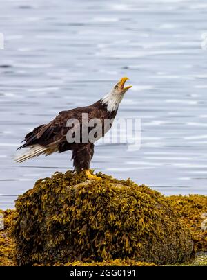 Amerikanischer Weißkopfadler auf mit Algen bedeckten Felsen, der andere Adler anruft, Port Hardy, Vancouver Island, BC, Kanada Stockfoto