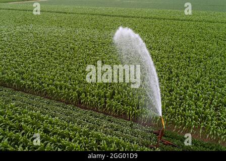 Luftbild des Spritzens von Wasser aus dem Bewässerungssystem im Maisfeld im Frühsommer Stockfoto