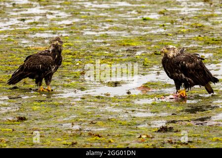 Zwei unreife amerikanische Weißkopfadler bei Ebbe am Ufer, Port Hardy, Vancouver Island, BC, Kanada Stockfoto