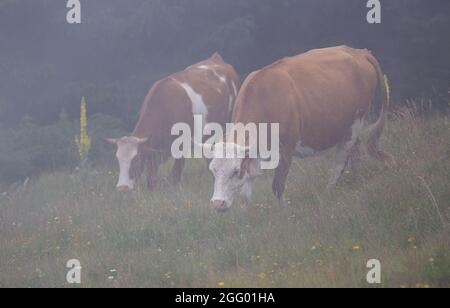 Simmentaler Kühe grasen in Wolken. Traditionelle natürliche Viehzucht auf Wiese auf hohen Bergen Stockfoto