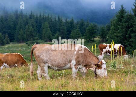 Gruppe von simmentaler Kühen, die auf einer Wiese vor immergrünen Wäldern auf dem Balkan in Serbien grasen. Traditionelle und gesunde natürliche Viehzucht Stockfoto