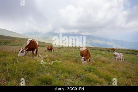 Gruppe von simmentaler Kühen, die auf einer Wiese auf dem Balkan in Serbien grasen. Traditionelle und gesunde natürliche Viehzucht Stockfoto