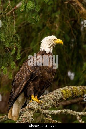 Seitenansicht eines einzelnen American bald Eagle, Port Hardy, Vancouver Island, BC, Kanada Stockfoto