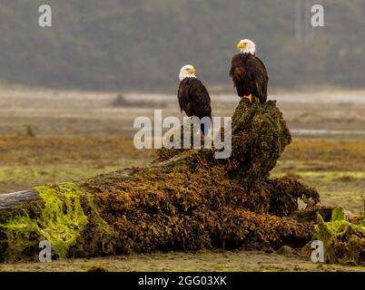 Ein Paar amerikanischer Weißkopfadler, die bei Ebbe auf einem alten Baum am Quatse River Estuary, Port Hardy, Vancouver Island, BC, Kanada, thront Stockfoto