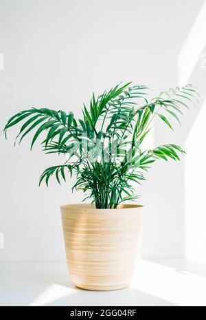 Grüne Palme chamaedorea in Bambustopf auf weißem Tisch im Sonnenlicht. Stockfoto