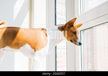 Rot weißer basenji-Hund, der an einem sonnigen Tag auf ein Fenster blickt. Stockfoto