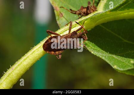 Fremde und invasive Insekten in Europa. Bewohnen immer noch neue Gebiete. Der westliche Koniferkäfer (Leptoglossus occidentalis). Stockfoto