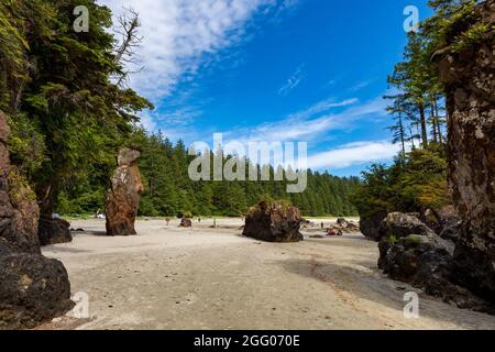 Blick auf die Meeresstapel in der San Josef Bay, Cape Scott Provincial Park, Vancouver Island, BC, Kanada Stockfoto