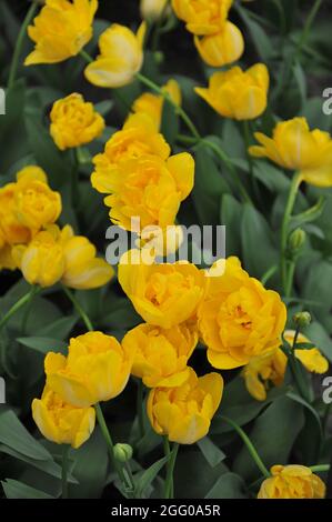 Gelb Doppelte späte Tulpe (Tulipa) Goldrausch blüht im April in einem Garten Stockfoto