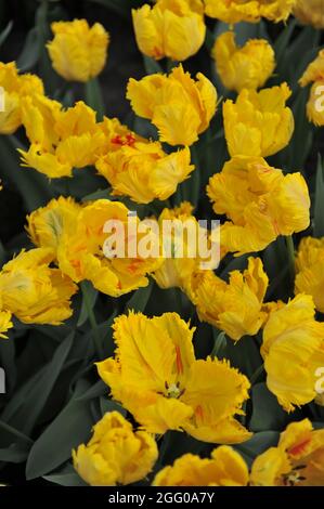 Gelbe Papageientulpe (Tulipa) Golden Glasnost blüht im April in einem Garten Stockfoto