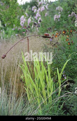 Chartreuse grünes ornamentales Laub von nordamerikanem Wildjacken (Chasmanthium latifolium) in einem Garten im August Stockfoto