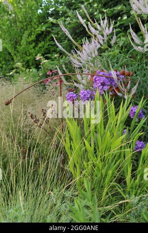 Chartreuse grünes ornamentales Laub von nordamerikanem Wildjacken (Chasmanthium latifolium) in einem Garten im Juli Stockfoto
