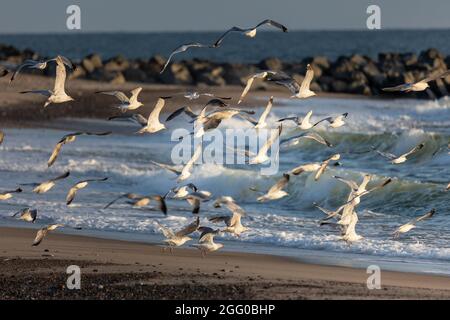 Eine Schar von Möwen fliegt über die Brandung am Sandstrand in Jütland, Dänemark. Stockfoto