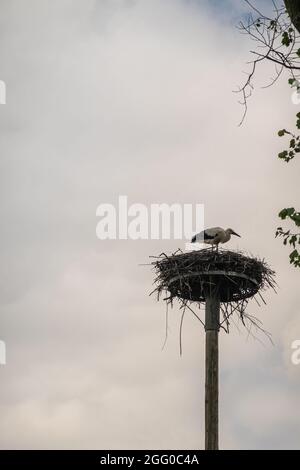 Knokke-Heist, Flandern, Belgien - 6. August 2021: Zwin Nature Reserve. Erwachsener Storch steht im Nest auf einem langen Pol gegen den grauen Himmel. Stockfoto