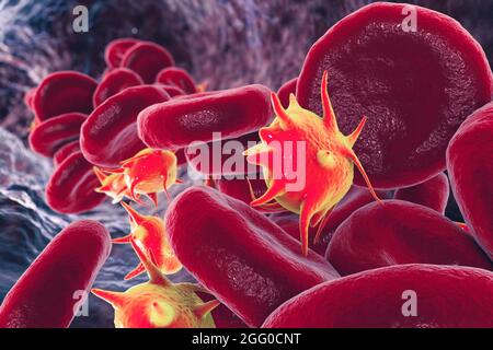 Aktivierte Thrombozyten im Blutfluss, Abbildung. Stockfoto