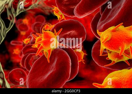 Aktivierte Thrombozyten im Blutfluss, Abbildung. Stockfoto