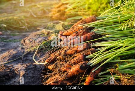 An einem sonnigen Tag liegt ein Haufen frisch gepflückter Karotten auf dem Feld. Geerntetes Bio-Gemüse. Landwirtschaft und Landwirtschaft. Saisonarbeit. Selektiver FOC Stockfoto