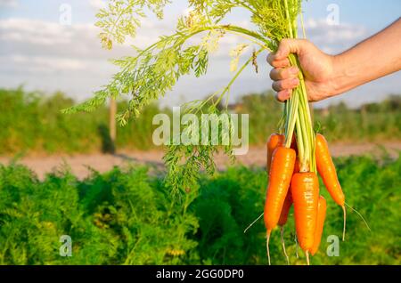 Frisch gepflückte Karotten in den Händen eines Bauern auf dem Feld. Geerntetes Bio-Gemüse. Landwirtschaft und Landwirtschaft. Saisonarbeit. Selektive Stockfoto