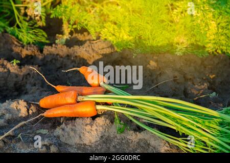 Frisch gepflückte Karotten liegen an einem sonnigen Tag auf dem Feld. Geerntetes Bio-Gemüse. Landwirtschaft und Landwirtschaft. Saisonarbeit. Selektiver Fokus Stockfoto