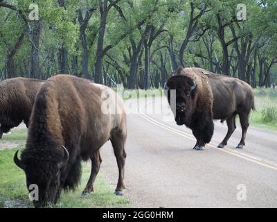 Bison im Theodore Roosevelt National Park Stockfoto