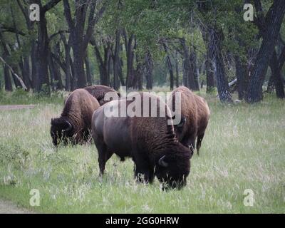 Bison im Theodore Roosevelt National Park Stockfoto