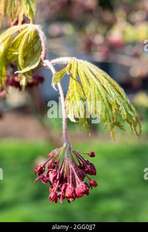 Japanischer Ahorn , Junge Blätter und Seedpods, April, Virginia, USA. Stockfoto