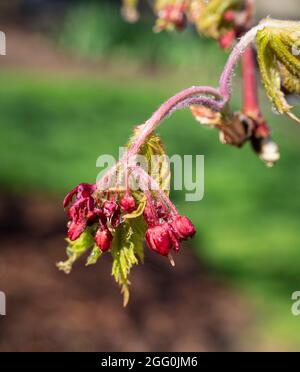 Japanischer Ahorn , Junge Blätter und Seedpods, April, Virginia, USA. Stockfoto