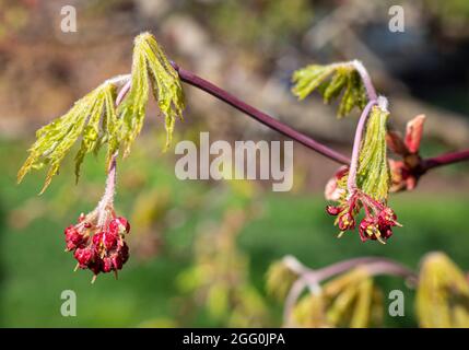 Japanischer Ahorn , Junge Blätter und Seedpods, April, Virginia, USA. Stockfoto