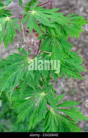 Japanischer Ahorn , Junge Blätter und Seedpods, April, Virginia, USA. Stockfoto