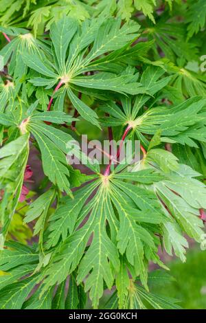 Japanischer Ahorn , Junge Blätter und Seedpods, April, Virginia, USA. Stockfoto