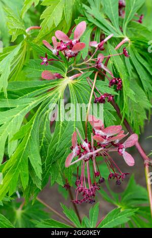 Japanischer Ahorn , Junge Blätter und Seedpods, April, Virginia, USA. Stockfoto