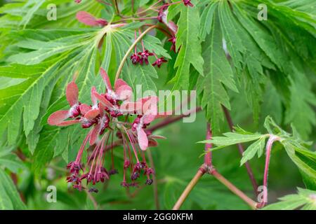 Japanischer Ahorn , Junge Blätter und Seedpods, April, Virginia, USA. Stockfoto