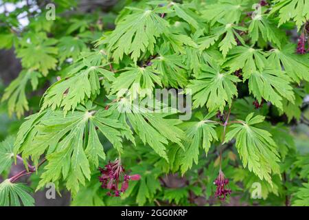 Japanischer Ahorn , Junge Blätter und Seedpods, April, Virginia, USA. Stockfoto